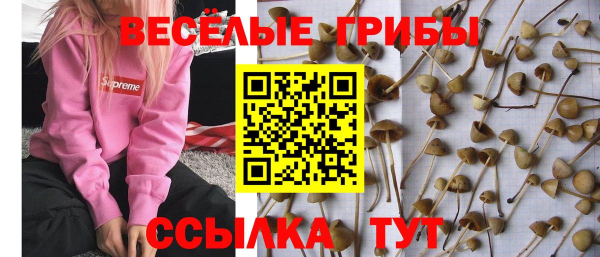 Галлюциногенные грибы MAGIC MUSHROOMS Архангельск